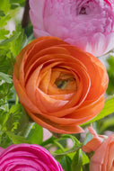 20 Ranunculus Assorted Color Flower Bulbs