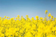 1 lb Rapeseed for Wildlife Food Plots