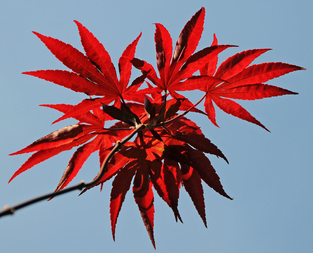 3 Red Leaf Maple Tree Seeds