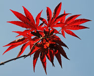 3 Red Leaf Maple Tree Seeds