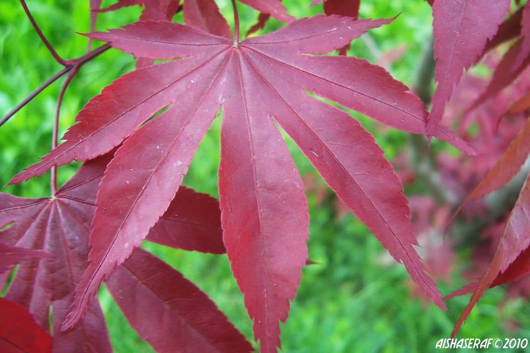 4 Red Japanese Maple Tree Seeds
