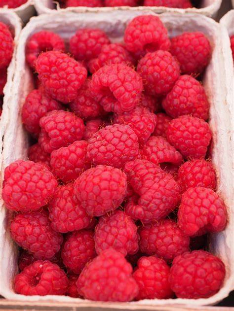 10 Red Raspberry Tree Seeds – Sunshine Seed Nursery