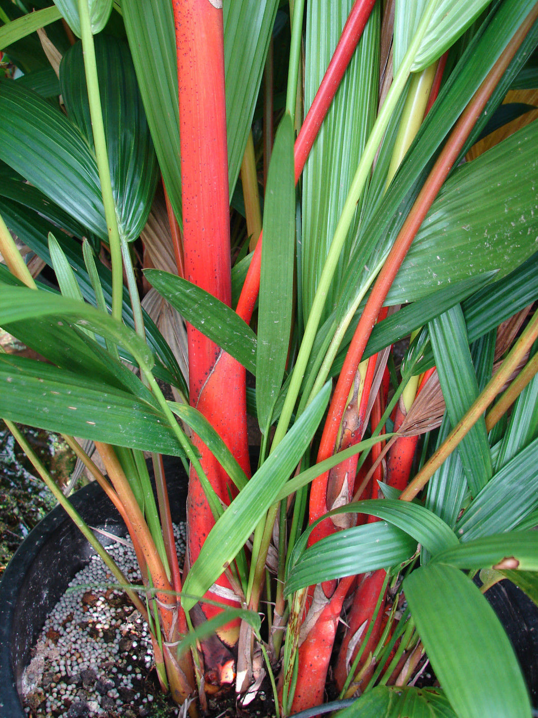 10 Red Wax Palm Tree Seeds