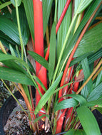 10 Red Wax Palm Tree Seeds