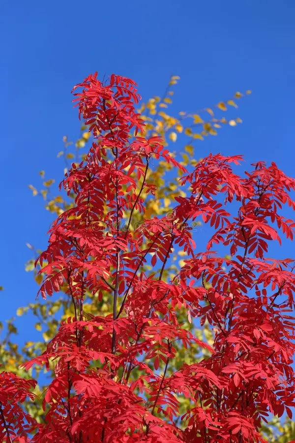10 Red Ash Tree Seeds