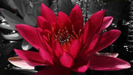 Red Lotus Seeds, Pack of 5