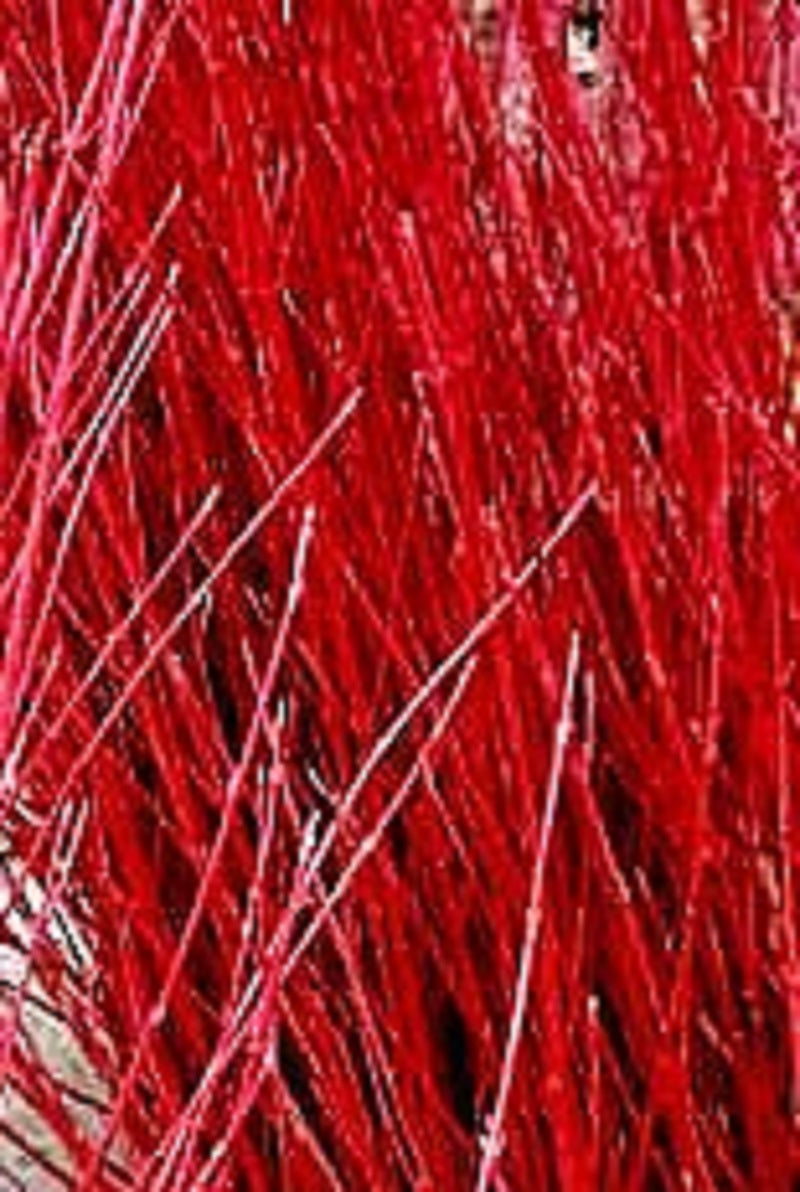 10 Red Osier Dogwood Tree Seeds