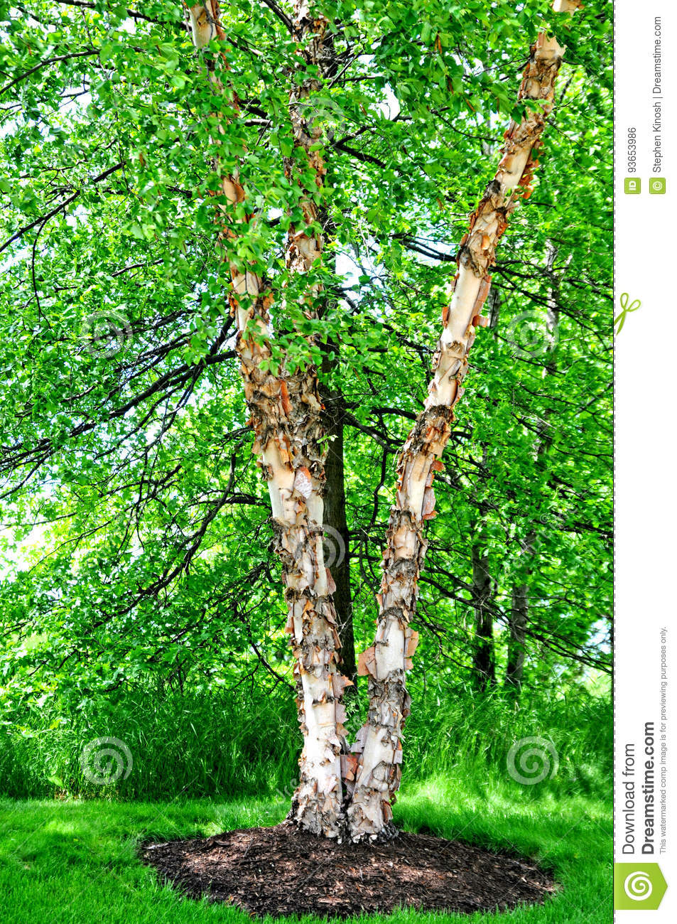 River Birch Tree Seeds 10