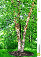 River Birch Tree Seeds 10