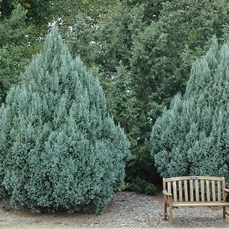 10 Rocky Mountain Juniper Tree Seeds