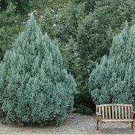 10 Rocky Mountain Juniper Tree Seeds