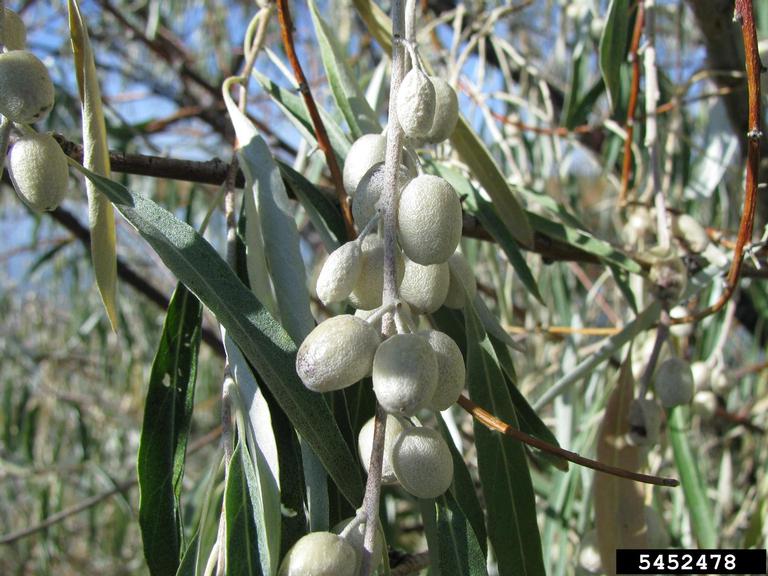 10 Russian Olive Tree Seeds