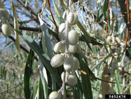 10 Russian Olive Tree Seeds