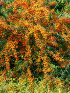 Generic 12 Scarlet Firethorn (Pyracantha coccinea) Seeds
