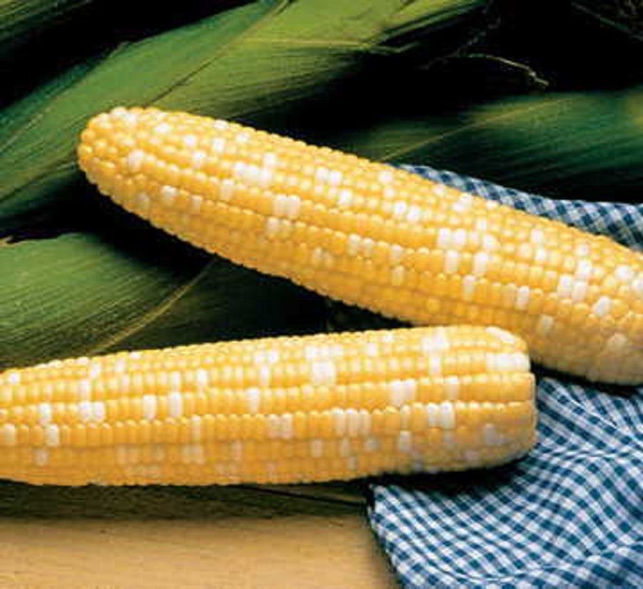 Generic 1/4# Serendipity Sweet Corn Seeds, Yellow