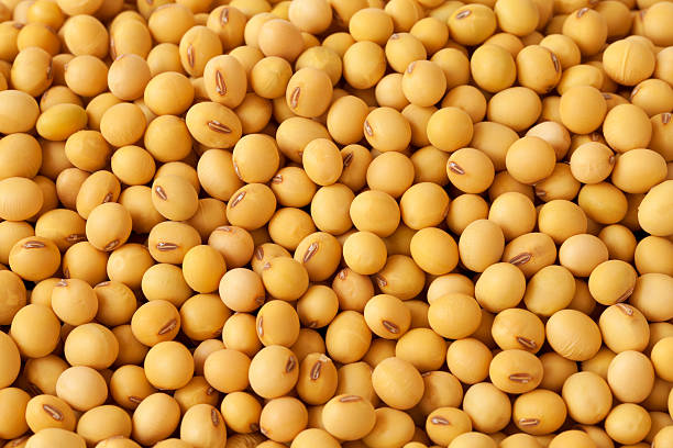 Soybean Seeds 1/2 lb.