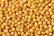 Soybean Seeds 1/2 lb.
