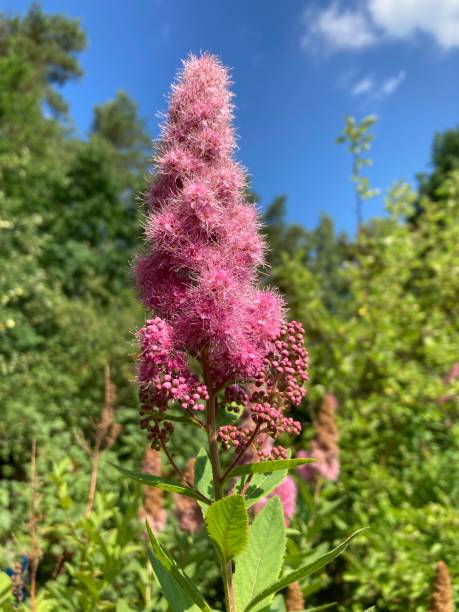 100 Steeplebush Seeds