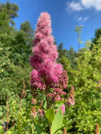 100 Steeplebush Seeds