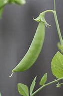 Sugar Ann English Pea Seeds, 1/2 lb