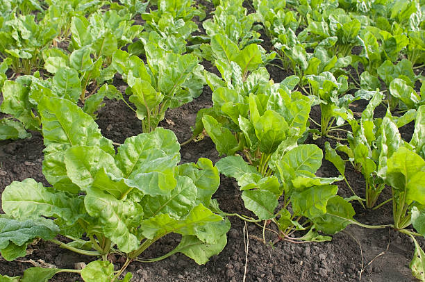 Sugar Beet Seeds for Food Plot and Wildlife Attractant, 1/2 lb