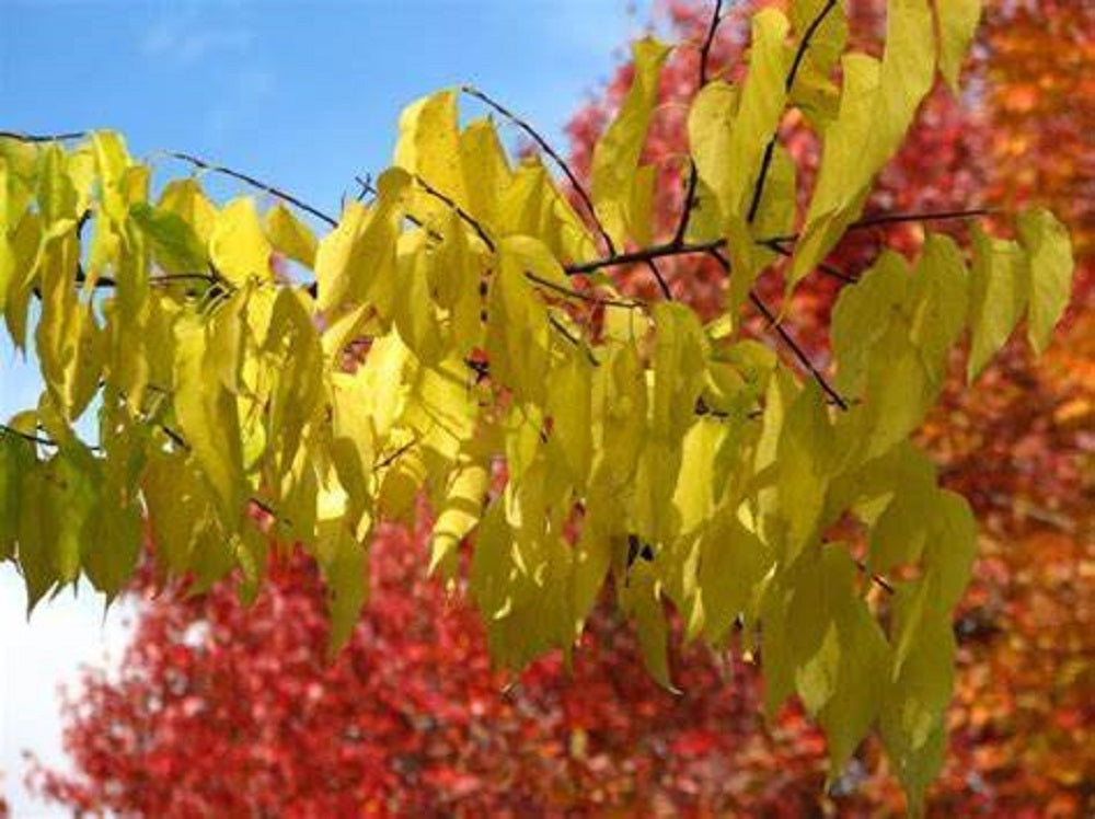 Hackberrty 10 Sugar Hackberry Tree Seeds – Sunshine Seed Nursery