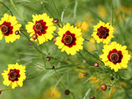 100 Tall Plains Coreopsis Flower Seeds