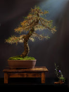 4 Tamarack Bonsai Tree Seeds