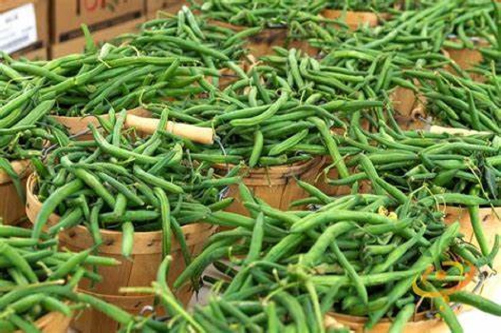 Generic 1/2# Tendergreen Bush Garden Bean Seeds, Brown