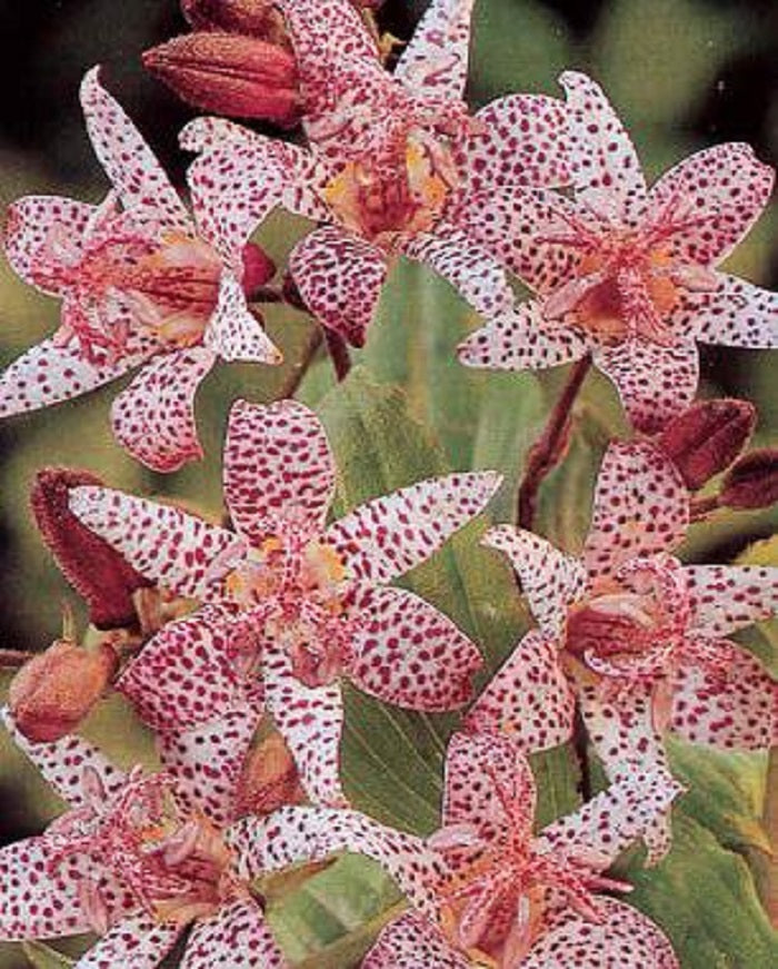 Generic 40 Tricyrtis (Toad Lily) hirta