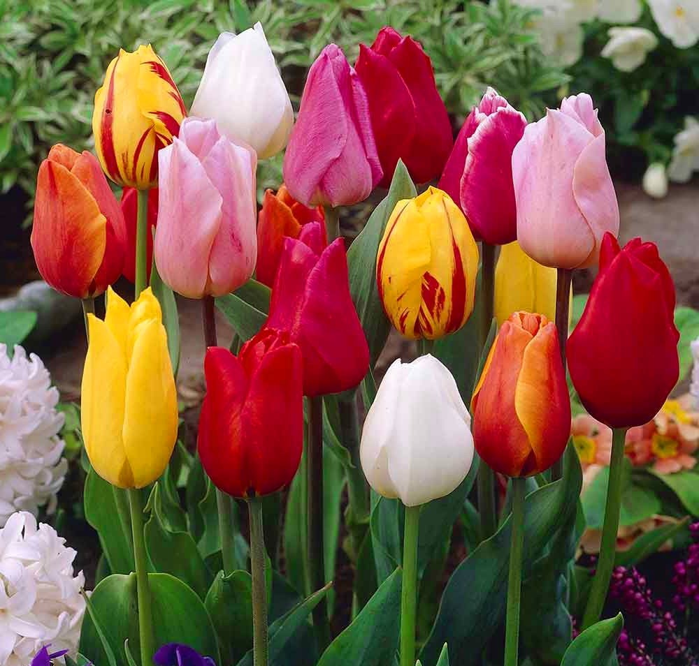 12 Mixed Color Tulip Flower Bulbs