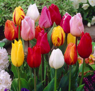 12 Mixed Color Tulip Flower Bulbs