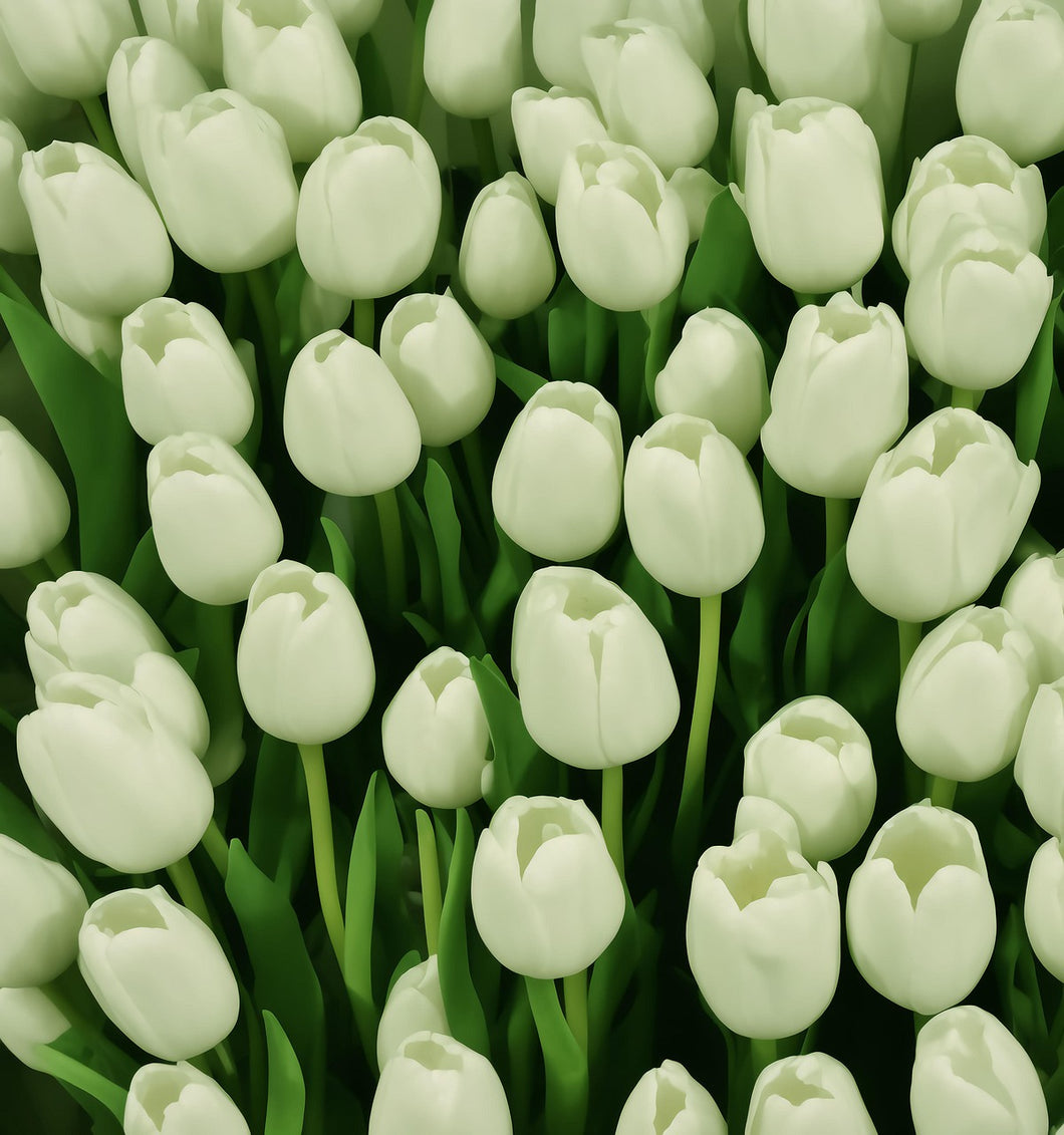 12 White Tulip Flower Bulbs
