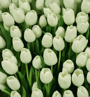 12 White Tulip Flower Bulbs