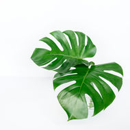 3 Variegated Monstera Plant Seeds