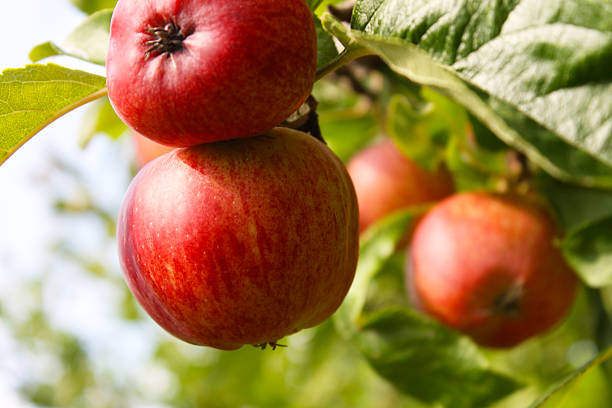 8 Winesap apple Tree Seeds