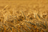 Winter Wheat Seeds for Planting Food Plot, 2 Pound