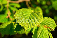 4 Witch Hazel Seeds