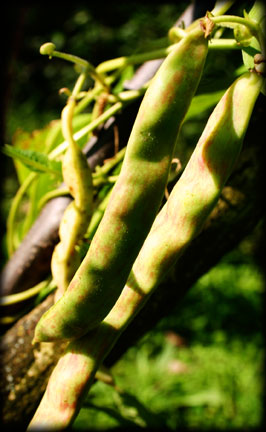 Jack/Sword Wonder Bean Seeds