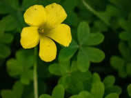 8 oz. Yellow Blossom Clover Seeds