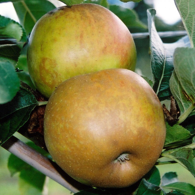 8 Ashmead's Kernel Apple Tree Seeds – Sunshine Seed Nursery