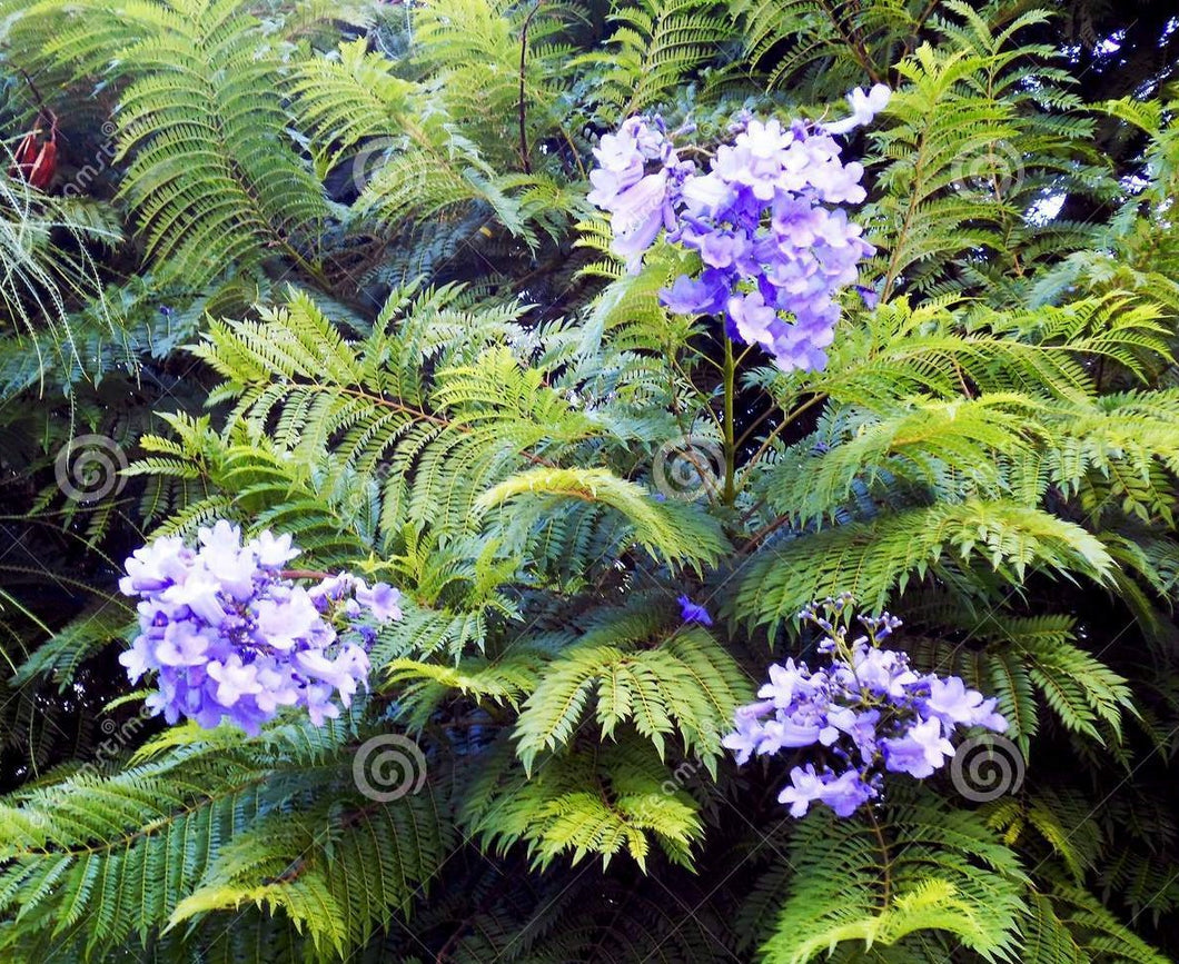 12 Jacaranda Mimosaeflia Tree Seeds
