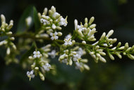 10 Japanese Privet Seeds