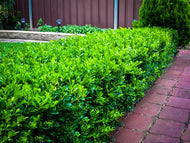 10 Korean Boxwood Seeds