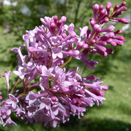 10 Lilac Tree Seeds