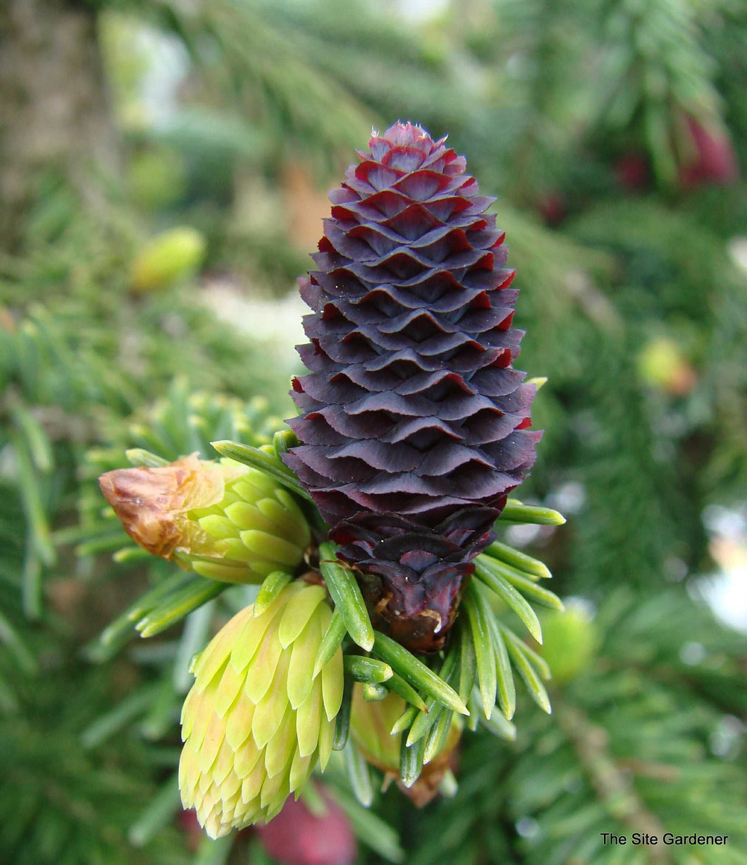 10 Purple Likiang Spruce Tree Seeds