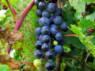10 Riverbank Grape Seeds
