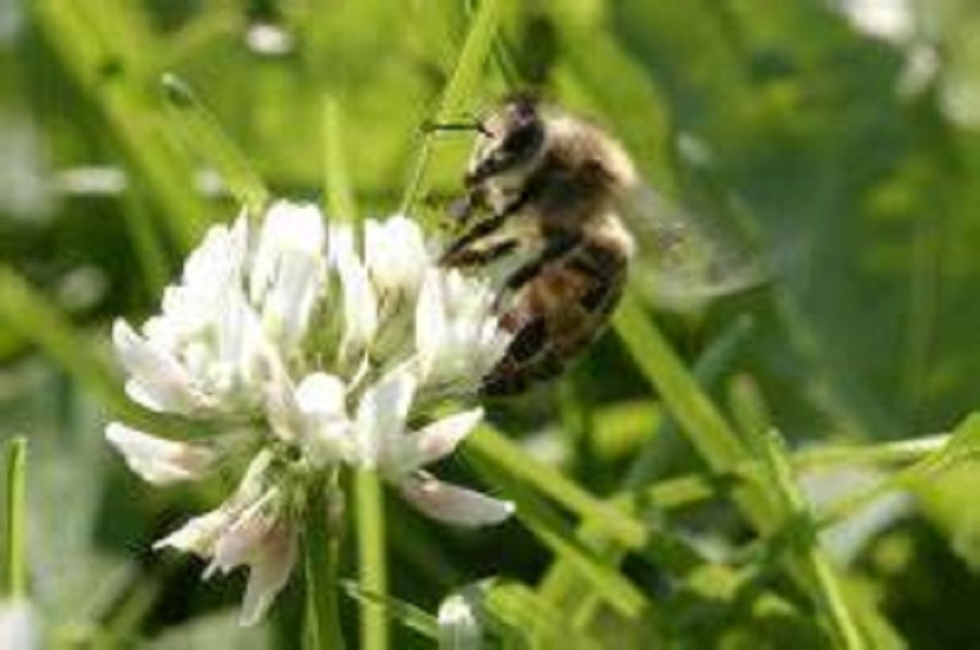 Generic S1 White Clover Seeds- 3 lb., Silver. For wildlife food plots