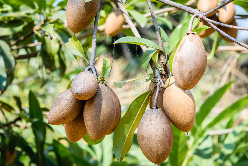 5 Sapodilla Seeds