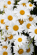 50 Shasta Daisy Flower Seeds